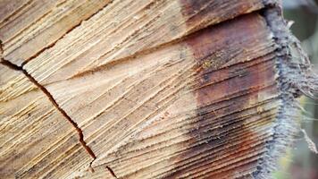 Close-up of textured cut wood surface showing natural cracks and grain patterns, ideal for backgrounds, nature themes and organic design projects video