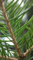 vertikal makro skott av gran nålar i naturlig ljus med mjuk bakgrund fläck, perfekt för botanisk bilder, skog teman och miljövänlig projekt video