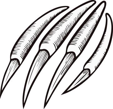 Illustrative Drawing of Animal Claws Sharp Pointed and Curved Formations Black Lines Isolated on White vector