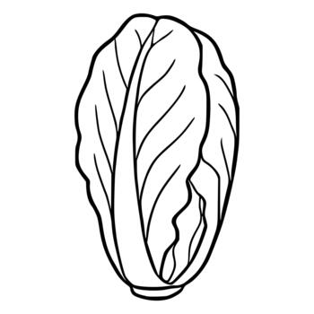 A simple black and white line art illustration of a fresh cabbage head with visible leaf veins and a distinct outline. vector