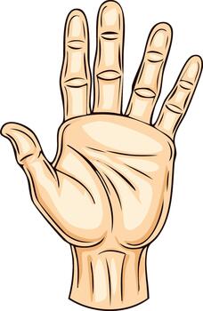 Cartoon hand open, palm forward, with five fingers extended showing details, in a graphic style vector