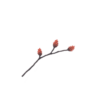 ramo con tre pino coni, isolato su trasparente sfondo, Caratteristiche naturale Marrone ramoscello e arancia pino coni, Perfetto per autunno, foresta, o botanico design progetti png