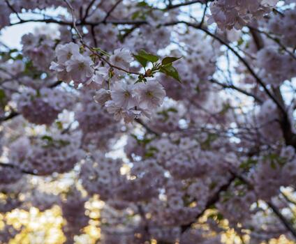 Cherry blossom tree in bloom. Closeup of sakura flowers surrounded by greenery on blurred bokeh background. Soft focus macro floral photography. Garden on sunny spring day. Shallow depth of field. photo