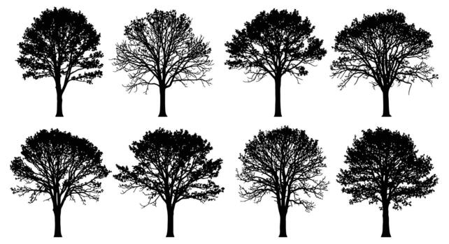 Silhouette tree showing full leaf and bare branch variations vector