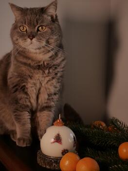 A cat sitting on a table next to a christmas tree photo