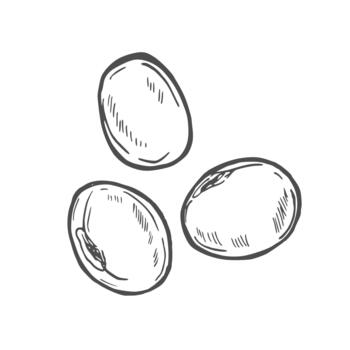 Soy bean, Soybean illustration. Soybean engraving isolated on white background. vector