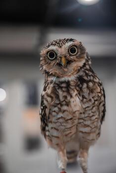 A small owl indoors faces the viewer, beak slightly open as if calling. Close, centered framing shows round dark eyes and mottled feathers in a display setting. photo
