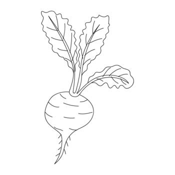 Root vegetable with green leaves displaying details of its structure in a simple line drawing vector