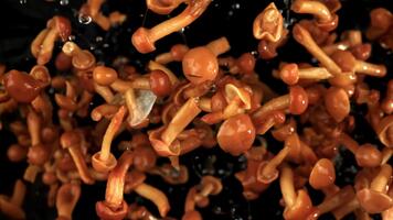 inlagd honung svamp flyga på en svart bakgrund. filmad på en hög hastighet kamera på 1000 fps. hög kvalitet full HD antal fot video