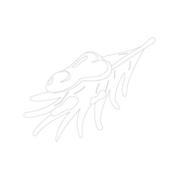 Minimalist line drawing of a pine tree branch covered with snow. Perfect for winter, holiday, and nature-themed designs, adding a clean and elegant seasonal touch to creative projects vector