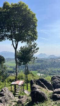 a tree sits on top of a hill overlooking the valley photo