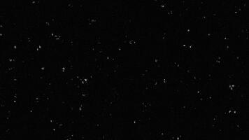 astratto nero sfondo con sparpagliato bianca polvere particelle e delicato orizzontale linee, simulando vecchio film grano o statico sovrapposizione. video