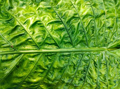 Detailed background of a vibrant green elephant ear leaf, its glossy, wet surface highlighting the complex, wrinkled texture and patterns photo