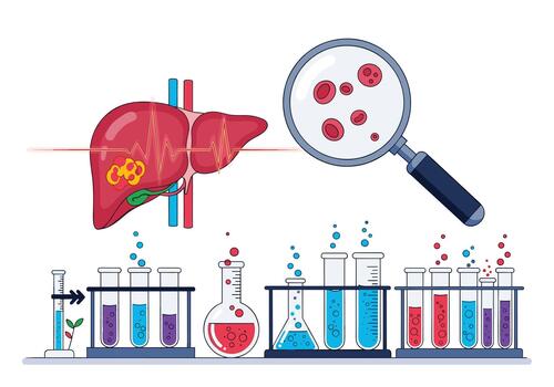 biológico investigación escena demostración un hígado modelo pasando análisis en un laboratorio con prueba tubos matraces y un aumentador vaso revelador celular detalles. vector