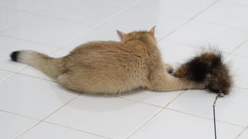 lekfull katt med mjuk päls interagerar med fluffig leksak på kaklade golv, visa upp nyfikenhet och charm i detta härlig inomhus- scen av kattdjur roligt och lekfull upptåg video