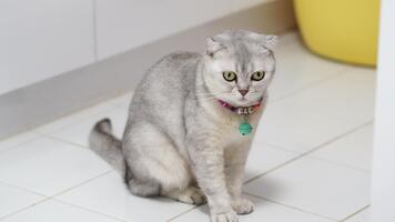 nyfiken grå fluffig katt med distinkt vikta öron sitter på kaklade golv, bär färgrik krage, charmig tittare med lekfull atmosfär och fängslande kattdjur utseende video