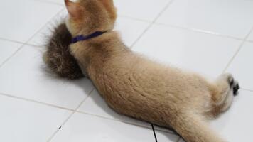 lekfull kattunge med fluffig svans engagerar med sträng, visa upp nyfikenhet och energi i inomhus- miljö, fångande glad natur av sällskapsdjur djur- och skapande charmig atmosfär video