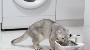 nyfiken grå katt drycker vatten från sällskapsdjur fontän i modern kök, skapande lugn atmosfär med inhemsk Rör och lekfull vibrafon i bakgrund video