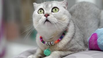 nyfiken grå katt med vikta öron och vibrerande grön ögon sitter alert på mjuk yta, visa upp dess färgrik krage, skapande engagerande och charmig scen för sällskapsdjur älskande video