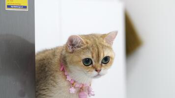 mullido Doméstico gato con grande, curioso ojos se sienta junto a refrigerador, vistiendo rosado collar adornado con campana, agregando encanto a sus linda y juguetón apariencia en suavemente borroso antecedentes video