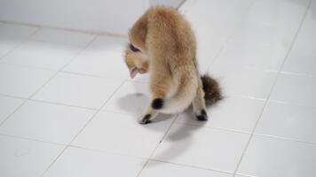 giocoso gattino e carino gatto rilassare su pulito piastrelle pavimento, in mostra morbido pelliccia e serenità mentre esplorando interno spazio con curiosità e fascino video