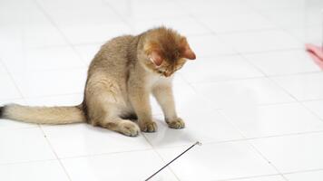 lekfull kattunge med mjuk päls utforskar skinande sträng på rena vit golv, visa upp nyfikenhet och energi, skapande förtjusande scen fylld med inhemsk charm och sällskapsdjur oskuld video