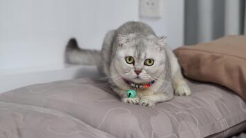 nieuwsgierig grijs katachtig met groot ogen rust Aan zacht kussen, presentatie van haar uniek vacht patroon in sereen binnen- instelling, maken het aanbiddelijk huisdier dier vol van charme video