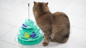 lekfull kattdjur engagerar med färgrik interaktiv leksak för stimulering och roligt, terar flera olika nivåer och vibrerande bollar till uppmuntra aktivitet och nyfikenhet i din sällskapsdjur video