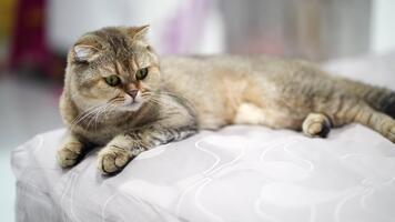lugna inhemsk katt med grå och grädde päls vilar på mjuk yta, visning nyfiken grön ögon och lugn uppträdande i mjukt suddig bakgrund video