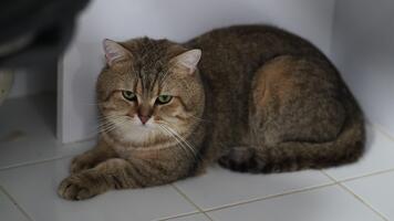 fluffig inhemsk katt med grön ögon vilar lugnt på kaklade golv, visa upp dess unik brun och solbränna täcka medan skapande lugn atmosfär med dess avslappnad uppträdande video