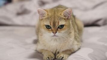 förtjusande fluffig katt med gyllene päls och slående grön ögon vilar på mjuk överkast, utsöndrar lugna uppträdande medan visa upp dess små öron och runda ansikte i lugn miljö video