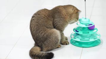 Curious and Playful Feline Engages with Colorful Interactive Toy, Showcasing Fluffy Fur and Joyful Domestic Pet Playtime with Multiple Layers and Stimulating Elements video