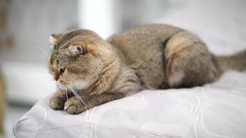 fluffig inhemsk katt vilar på mjuk yta, visa upp lugna uppträdande med ljus brun och grädde päls, skapande lugn atmosfär den där förstärker dess fredlig närvaro video