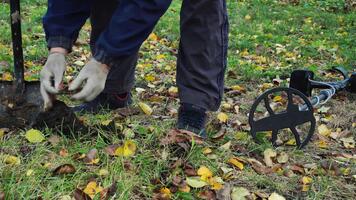 een persoon is graven de grond met hun handen na vinden een doelwit gebruik makend van een metaal detector. de tafereel shows gedaald bladeren in de omgeving van hen in een met gras begroeid Oppervlakte gedurende dag. video