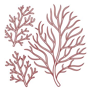delicado rojo coral derivación estructuras aislado en un blanco antecedentes vector