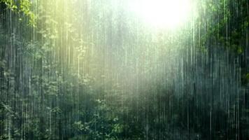 solljus filtrering genom träd under en uppfriskande regn dusch i de skog. video