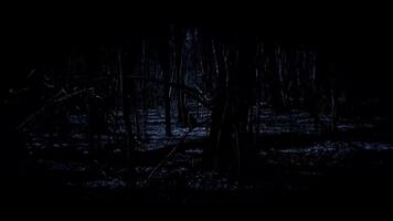mörk skog på natt med månsken filtrering genom de träd skapande ett kusligt och mystisk atmosfär. video