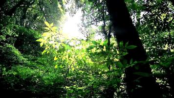 solljus filtrering genom frodig grön skog tak skapande en lugn atmosfär. video