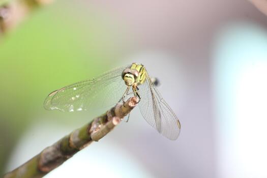 green dragonfly, is perched on a branch. The dragonfly is surrounded by green leaves and branches photo