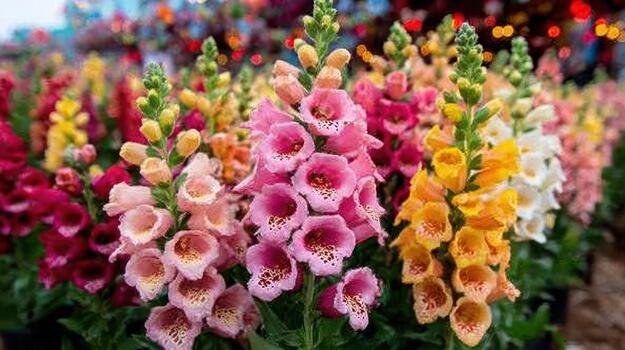 Foxglove flowers bloom in a wild patch, attracting pollinators with their colorful tubular shapes wild bells. photo