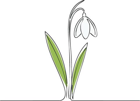 Delicate snowdrop flower with leaves in minimalist linear art style with subtle coloring vector
