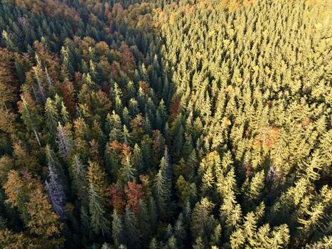 sunshine wooded area, sunlight filters through towering pine trees casting long shadows and warm light photo