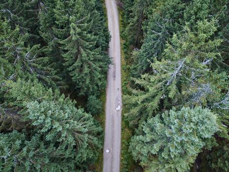 elevated forest scene with trail, overhead perspective highlighting dense greenery and winding trail photo