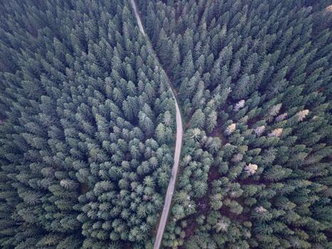 Mountain Forest Scene, Remote Evergreen Woodland View, Dense Tree Canopy With Winding Path photo