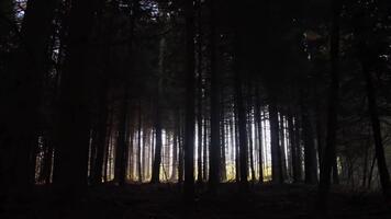 zonlicht filteren door dicht Woud bomen creëren een mystiek en sereen natuurlijk landschap. video