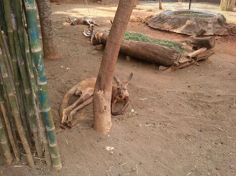 A group of kangaroos resting on the ground inside a zoo enclosure. One kangaroo is leaning against a tree while others lie on the sandy surface in the background photo