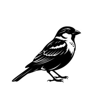 A detailed illustration of a common house sparrow standing with its beak slightly open and its feathers clearly defined vector