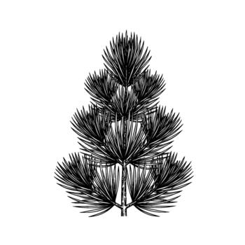 un detallado tinta bosquejo de un joven pino árbol rama mostrando sus característica aguja racimos vector