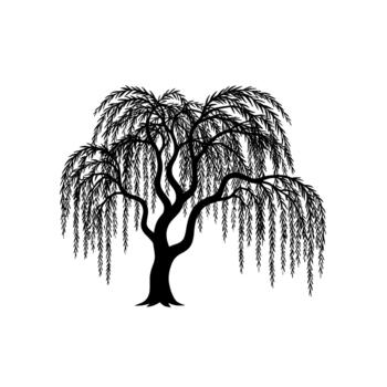 A stark silhouette of a weeping willow tree with its characteristic drooping branches and slender leaves isolated vector