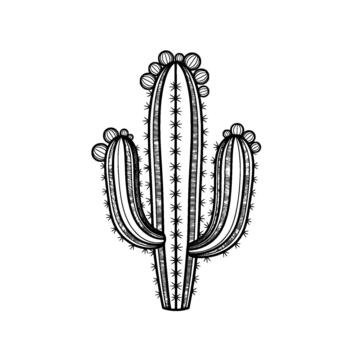 estilizado línea Arte ilustración de un saguaro cactus con múltiple brazos adornado con delicado espinas y circular floral brotes a el parte superior de cada segmento vector